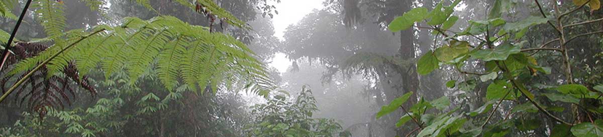 photo of cloud forest
